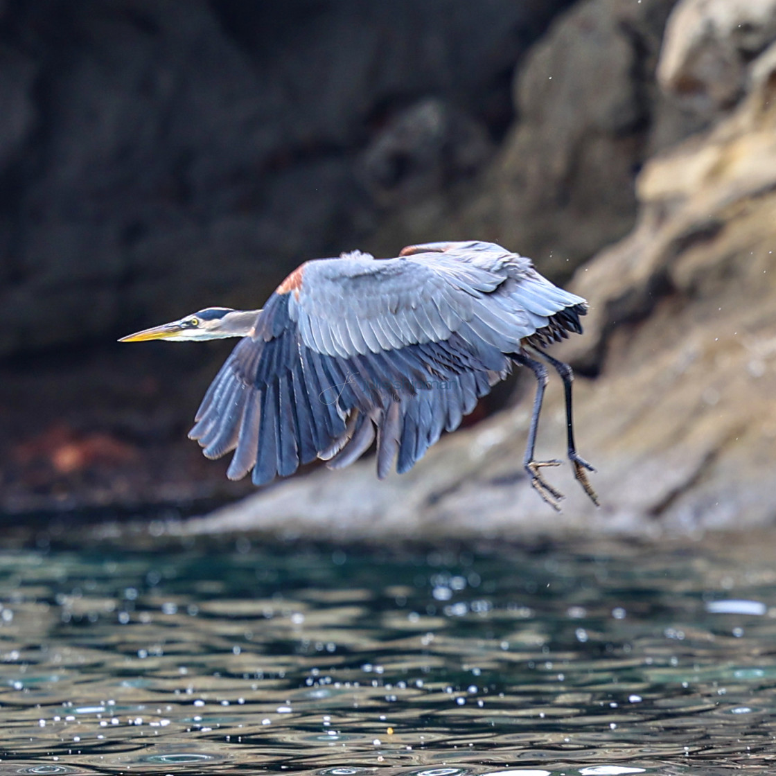 "A great blue heron on Santa Cruz Island, Channel Islands." stock image