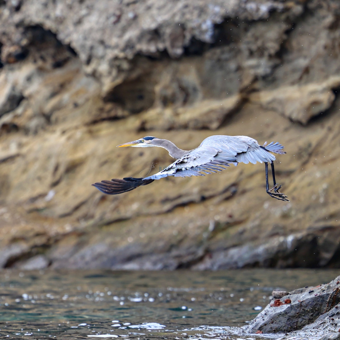 "A great blue heron on Santa Cruz Island, Channel Islands." stock image