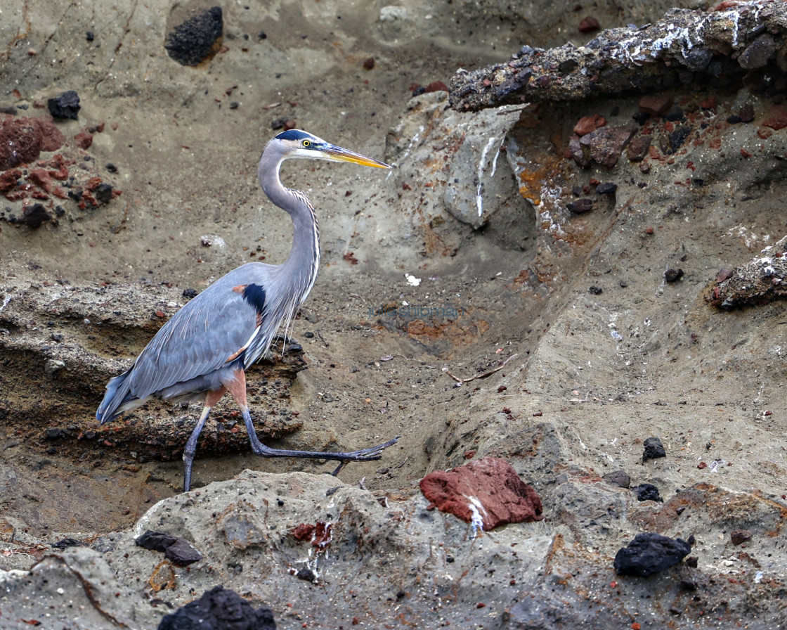 "A great blue heron on Santa Cruz Island, Channel Islands." stock image