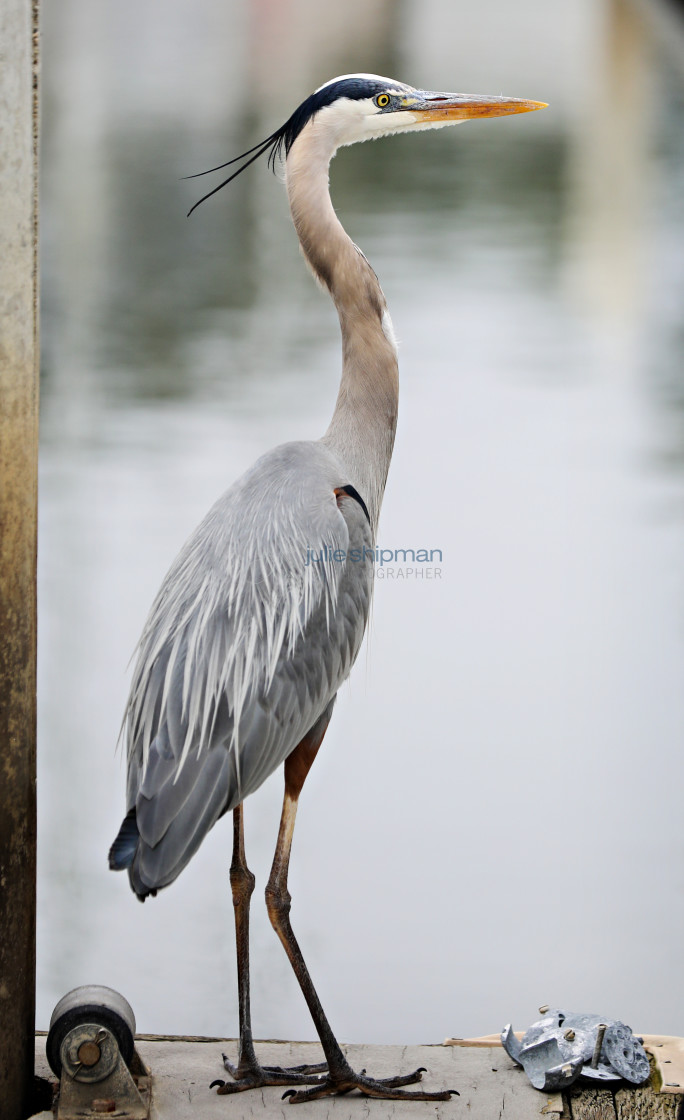 "Heron on the Dock" stock image