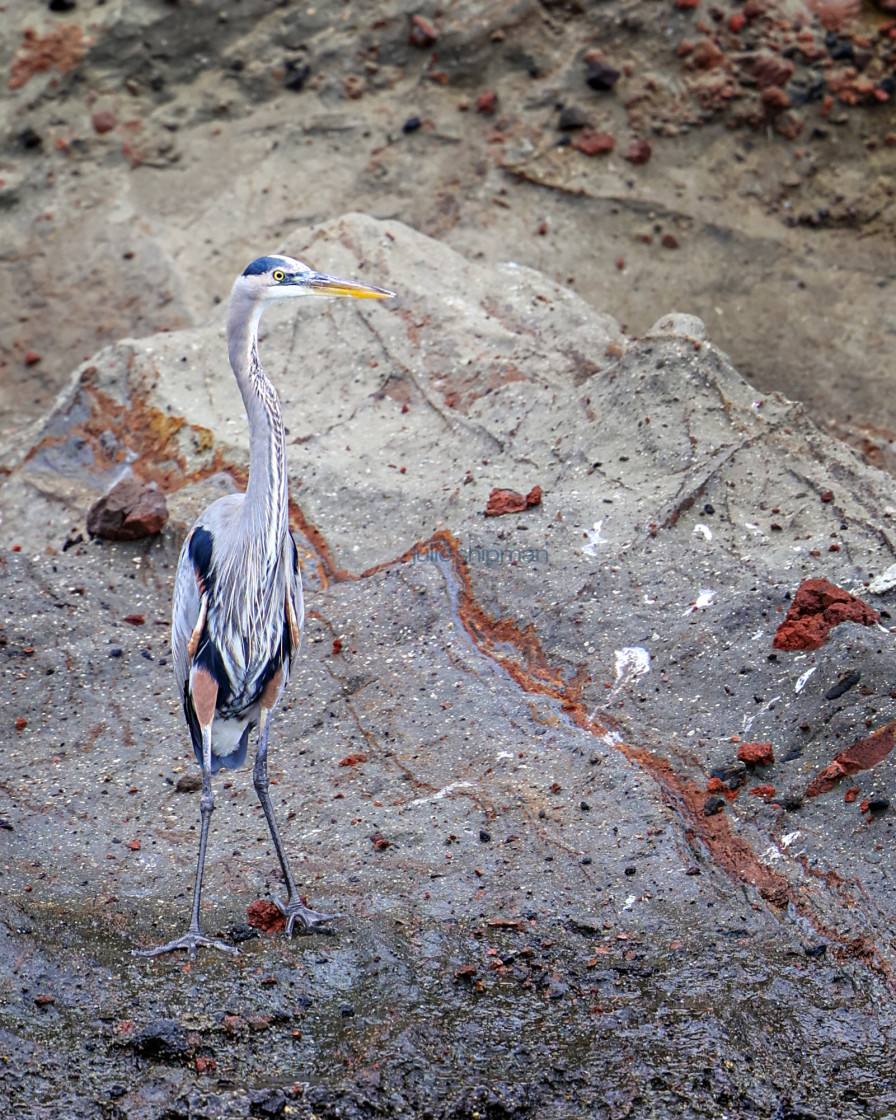 "A great blue heron on Santa Cruz Island, Channel Islands." stock image