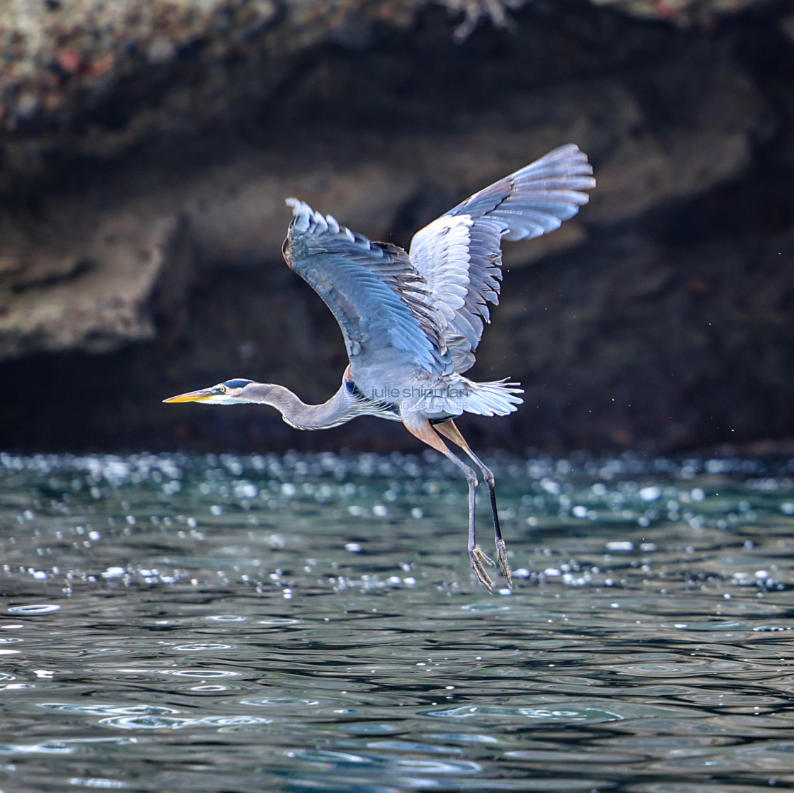 "A great blue heron on Santa Cruz Island, Channel Islands." stock image