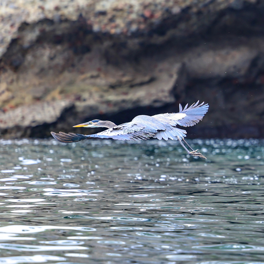 "A great blue heron on Santa Cruz Island, Channel Islands." stock image