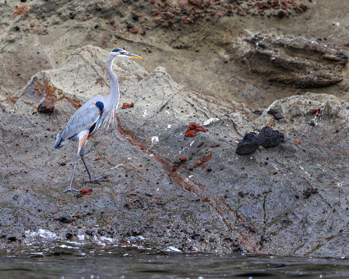 "A great blue heron on Santa Cruz Island, Channel Islands." stock image