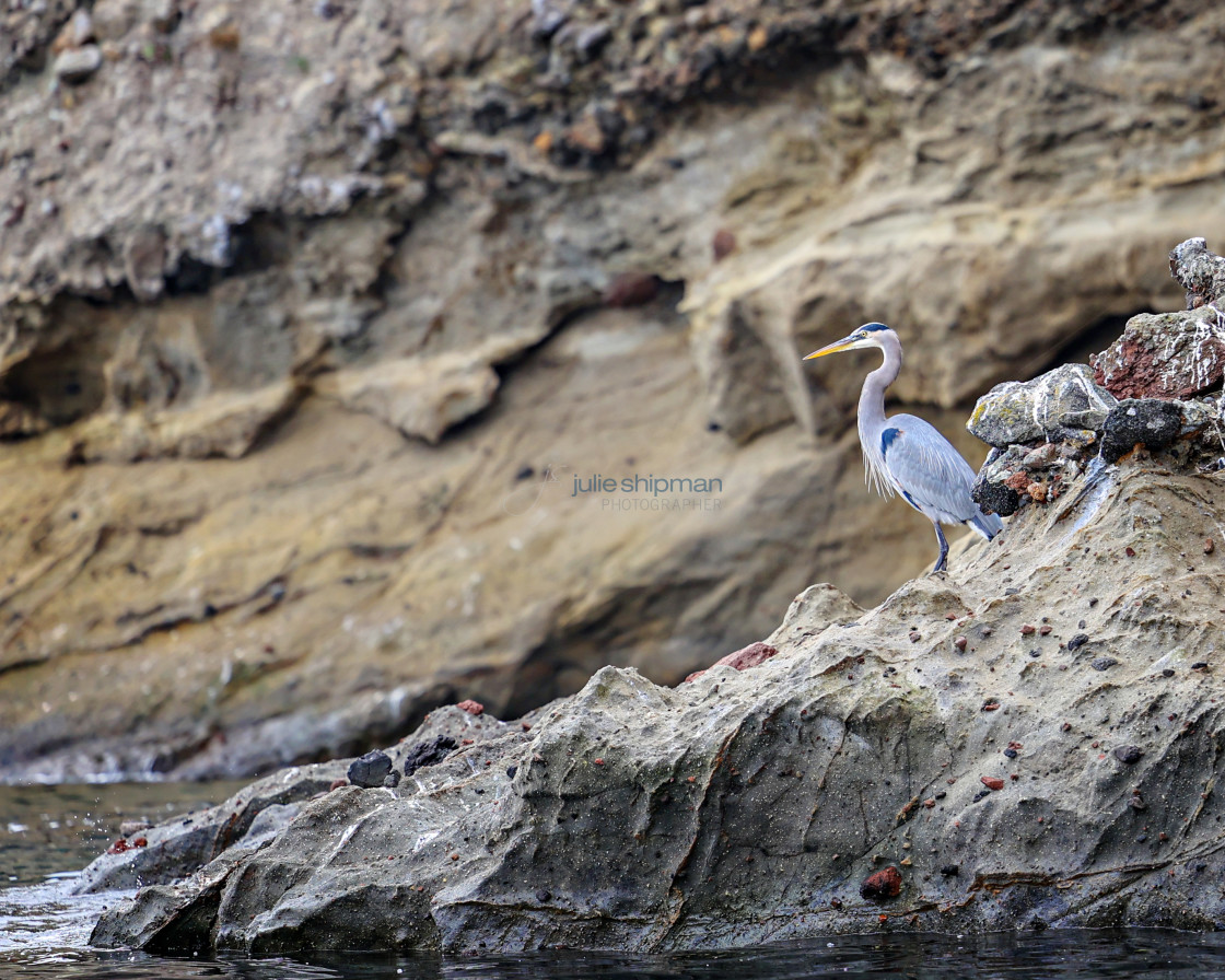 "A great blue heron on Santa Cruz Island, Channel Islands." stock image