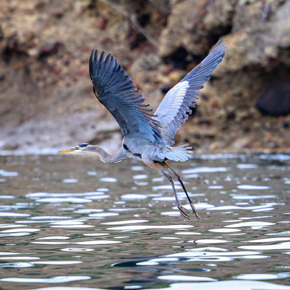 "A great blue heron on Santa Cruz Island, Channel Islands." stock image