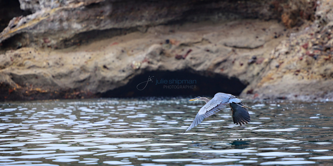 "A great blue heron on Santa Cruz Island, Channel Islands." stock image