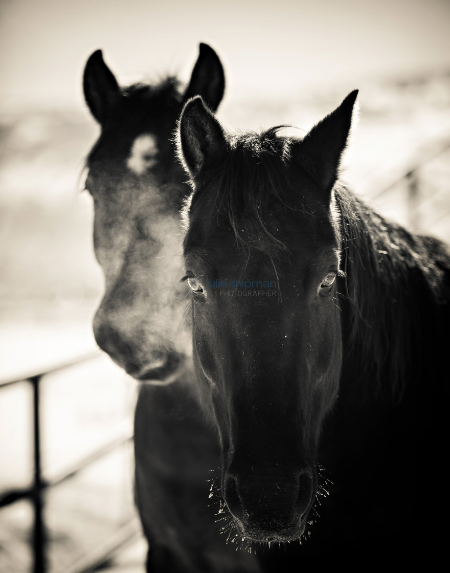 "Horsebreath in Winter." stock image