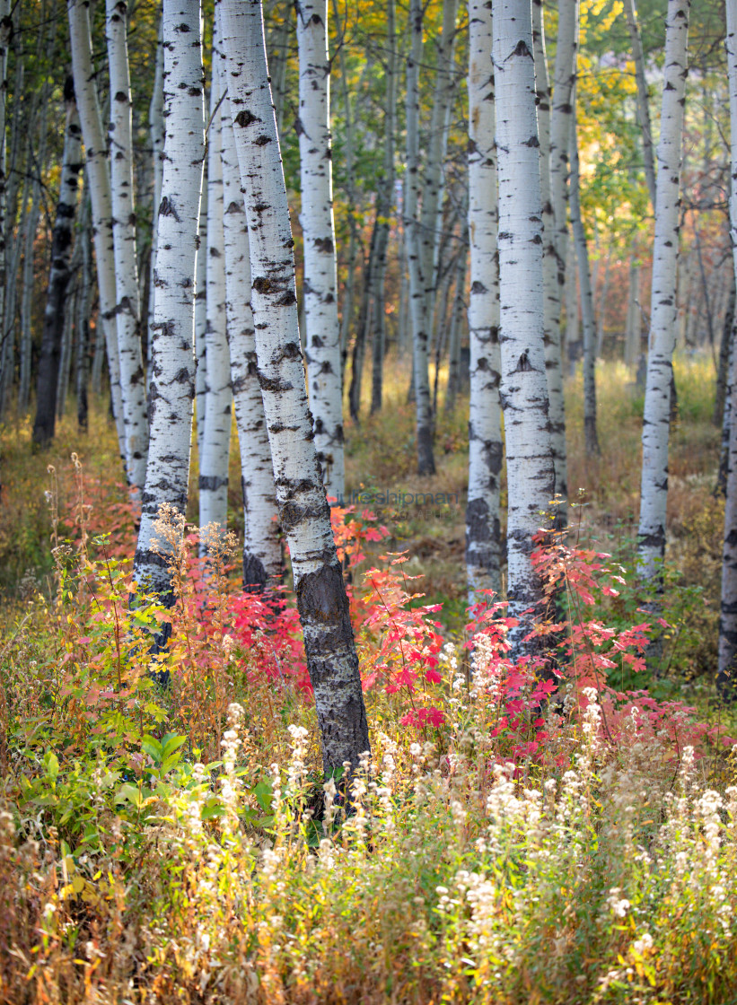 "Autumn in Park City, Utah" stock image