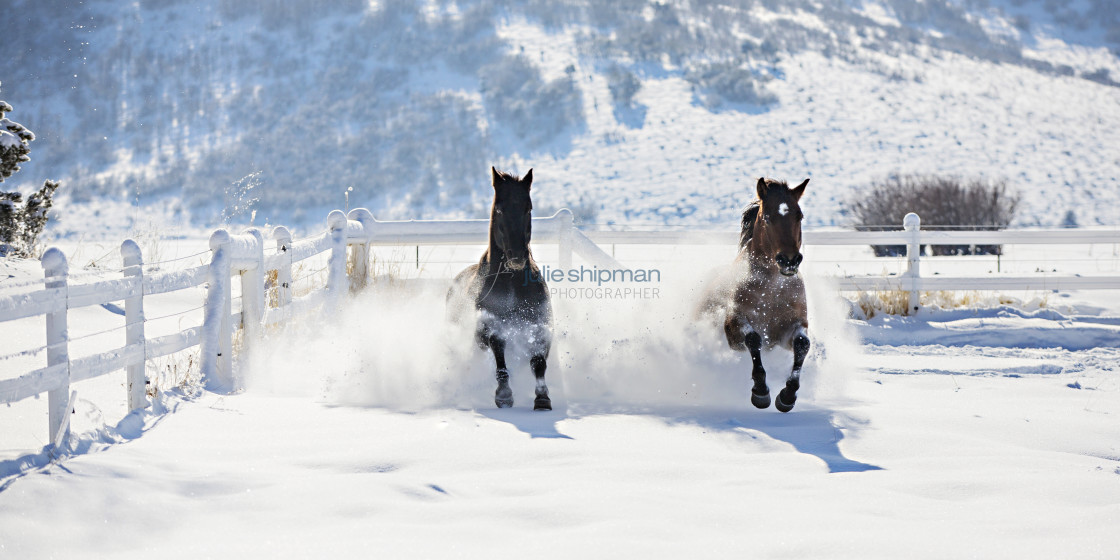 "Two horses running in the snow." stock image