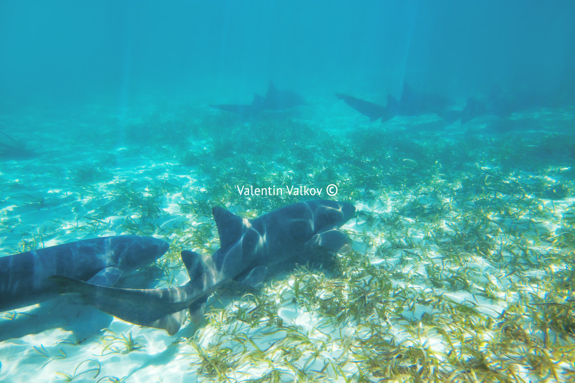 "Caribbean coral sharks" stock image