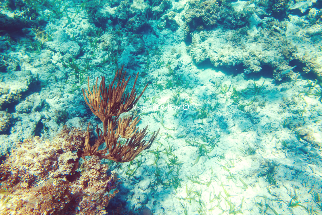 "Underwater coral reef background in Caribbean sea" stock image