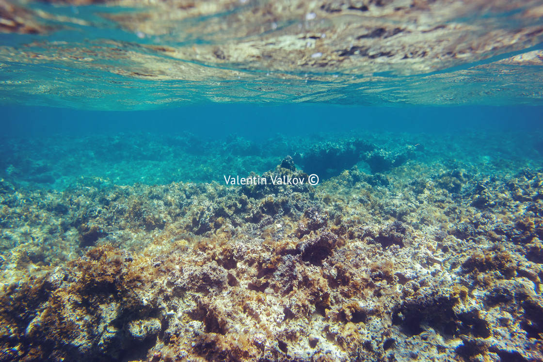 "Underwater coral reef background in Caribbean sea" stock image