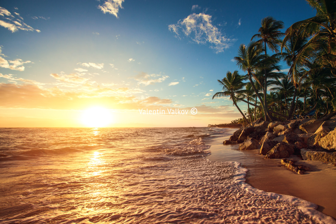 "Palm trees on the tropical beach" stock image