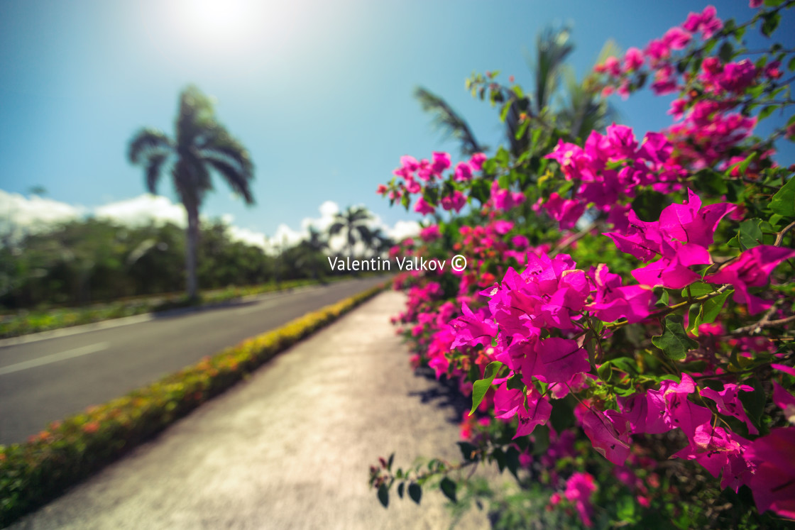 "Beautiful alley in the park, caribbean resort with flowers and p" stock image