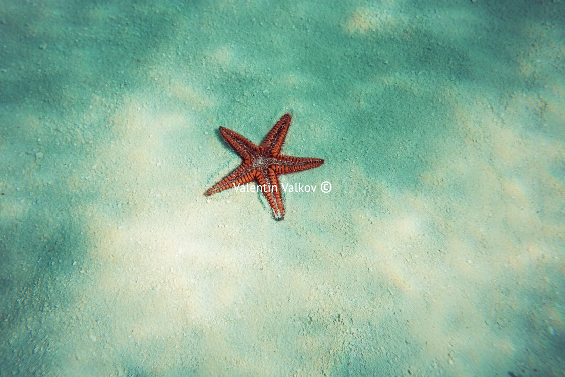 "Starfish in blue water with light reflection" stock image