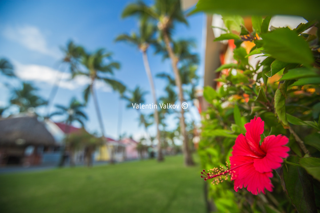 "Hibiscus Flower. Shallow DOF" stock image