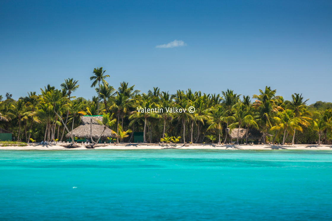 "Palm trees on the tropical beach, Dominican Republic" stock image