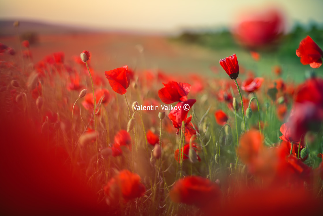 "Field of bright red poppy flowers in summer" stock image