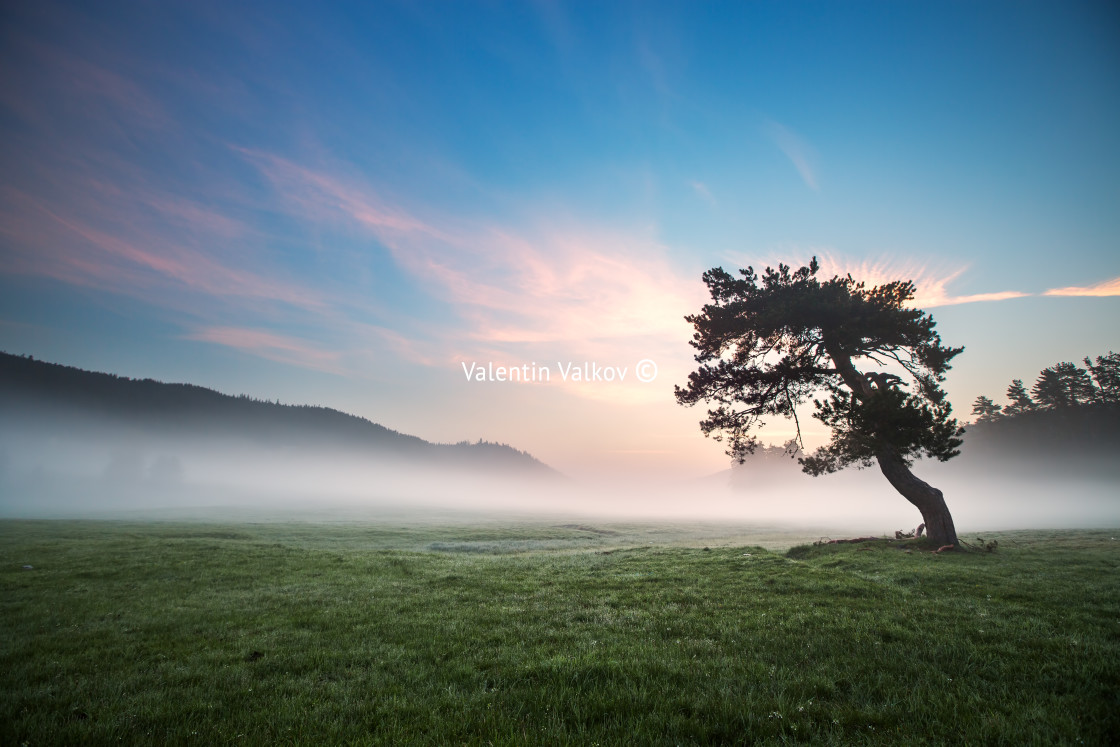 "Fog covered trees in the valley with bright blue sky" stock image