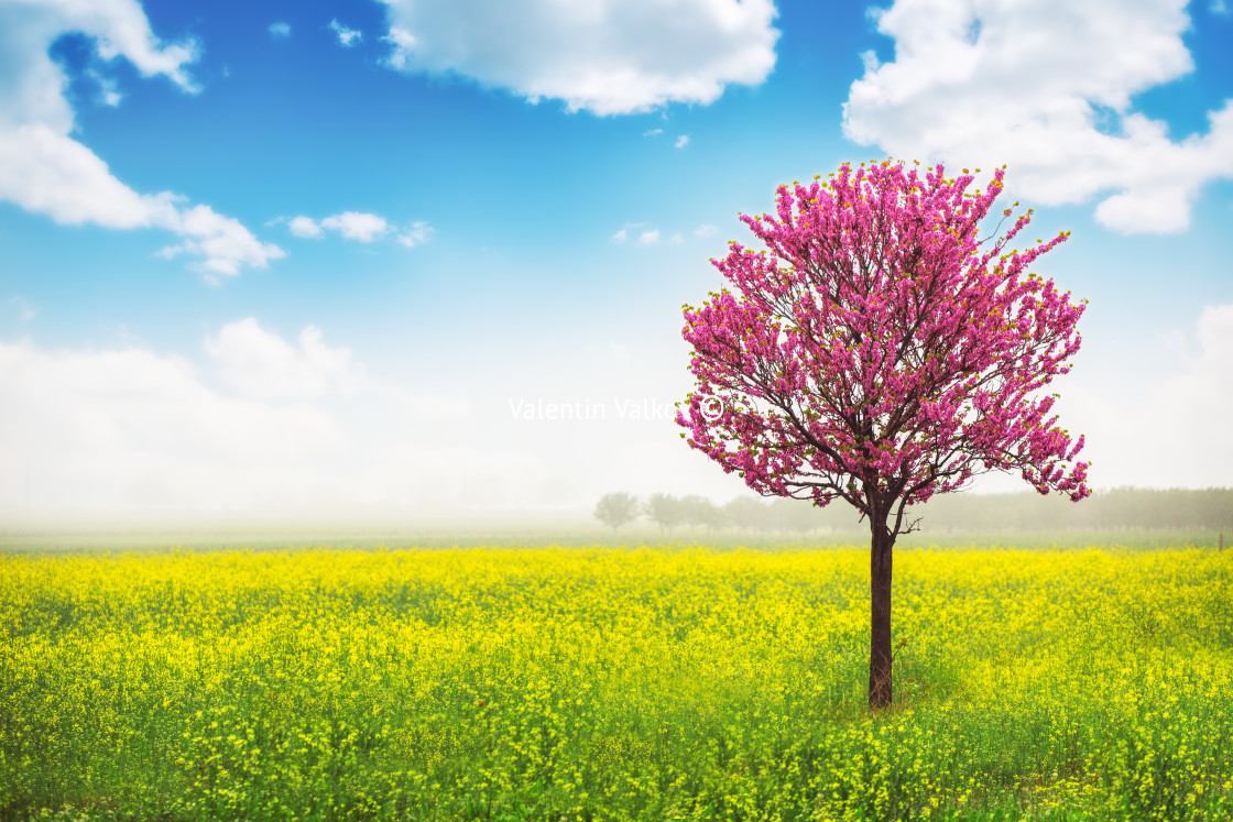 "Spring tree in the rapeseed field" stock image