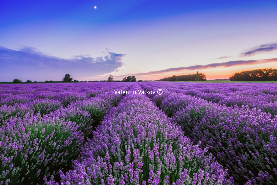 "Sunrise and dramatic clouds over Lavender Field" stock image