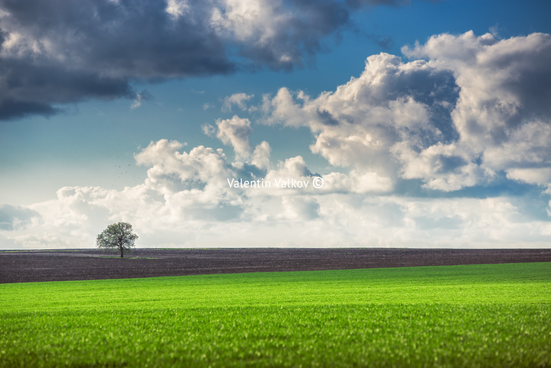 "Field,tree and cloudy sky" stock image