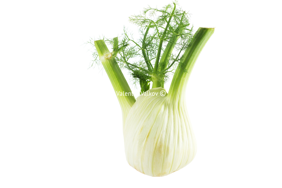 "Fresh, organic fennel on a white background" stock image