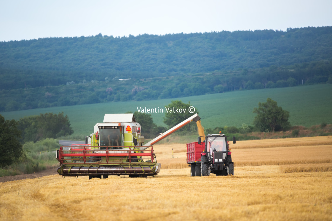 "Working Harvesting Combine in the Field of Wheat" stock image