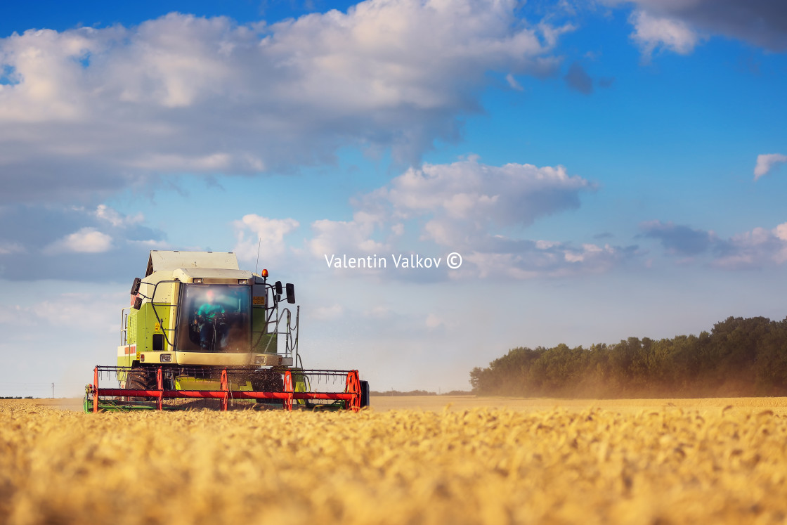 "Working Harvesting Combine in the Field of Wheat" stock image