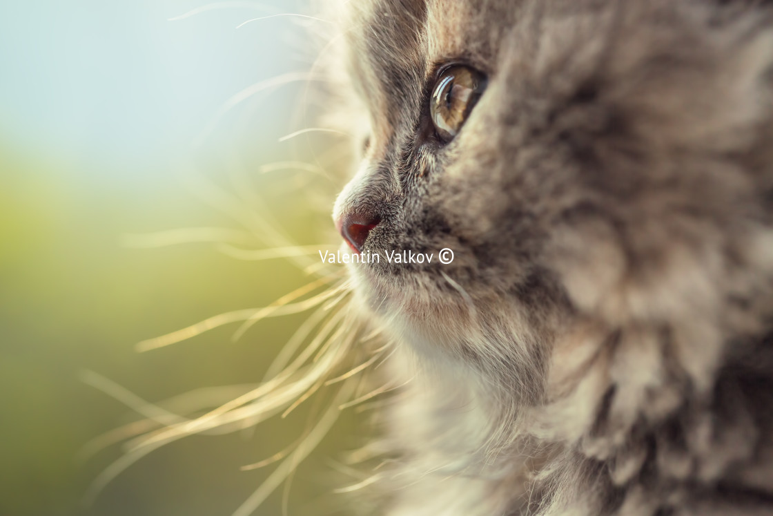 "Portrait of adorable little cat defocused" stock image