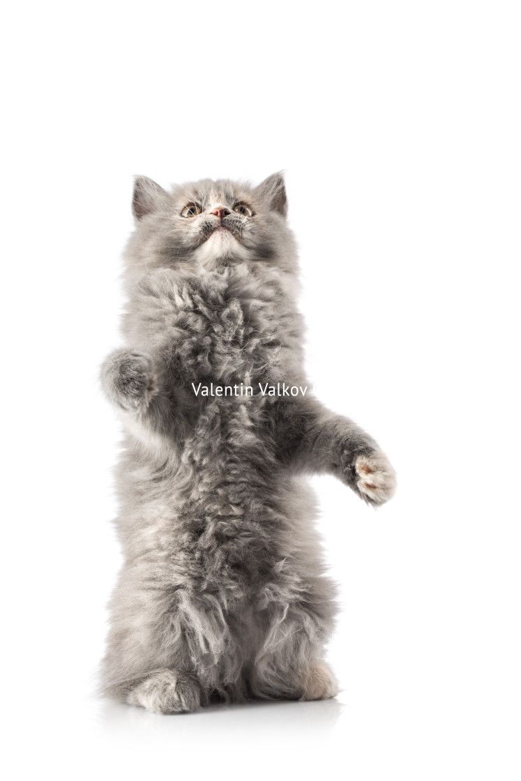 "Portrait of a little cat or kitten isolated" stock image
