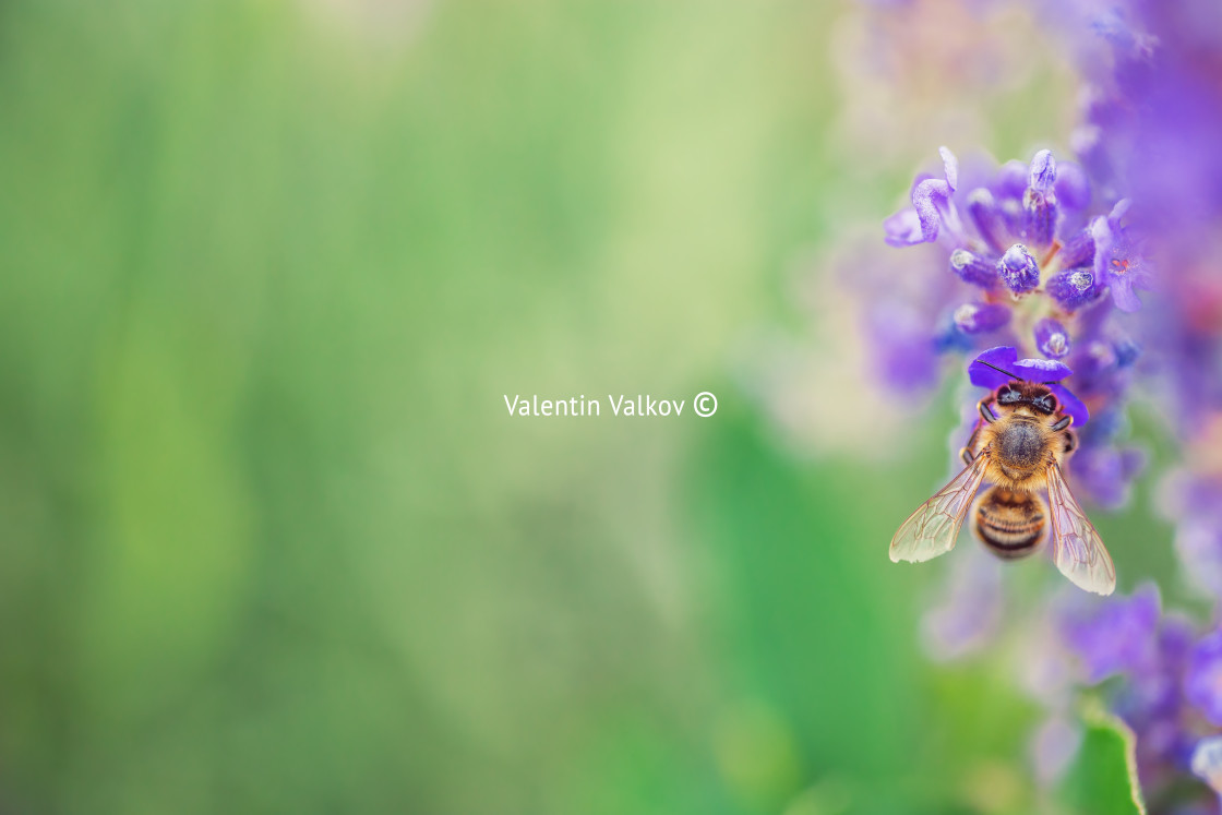 "Wild bee on Lavender" stock image