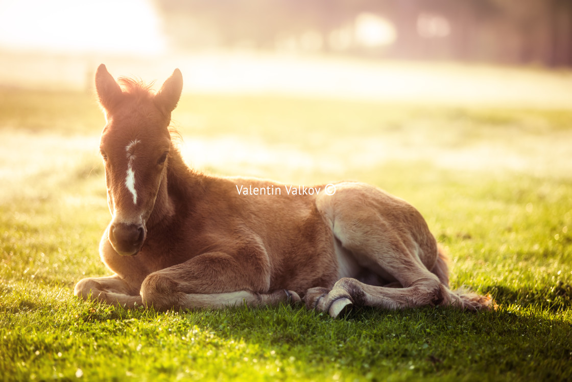 "Little horse in a field at sunrise, closeup" stock image