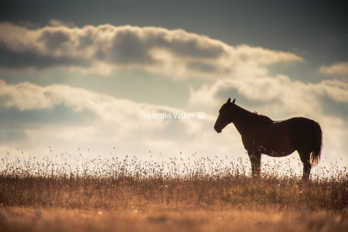 "Wild horse on pasture at sunrise" stock image