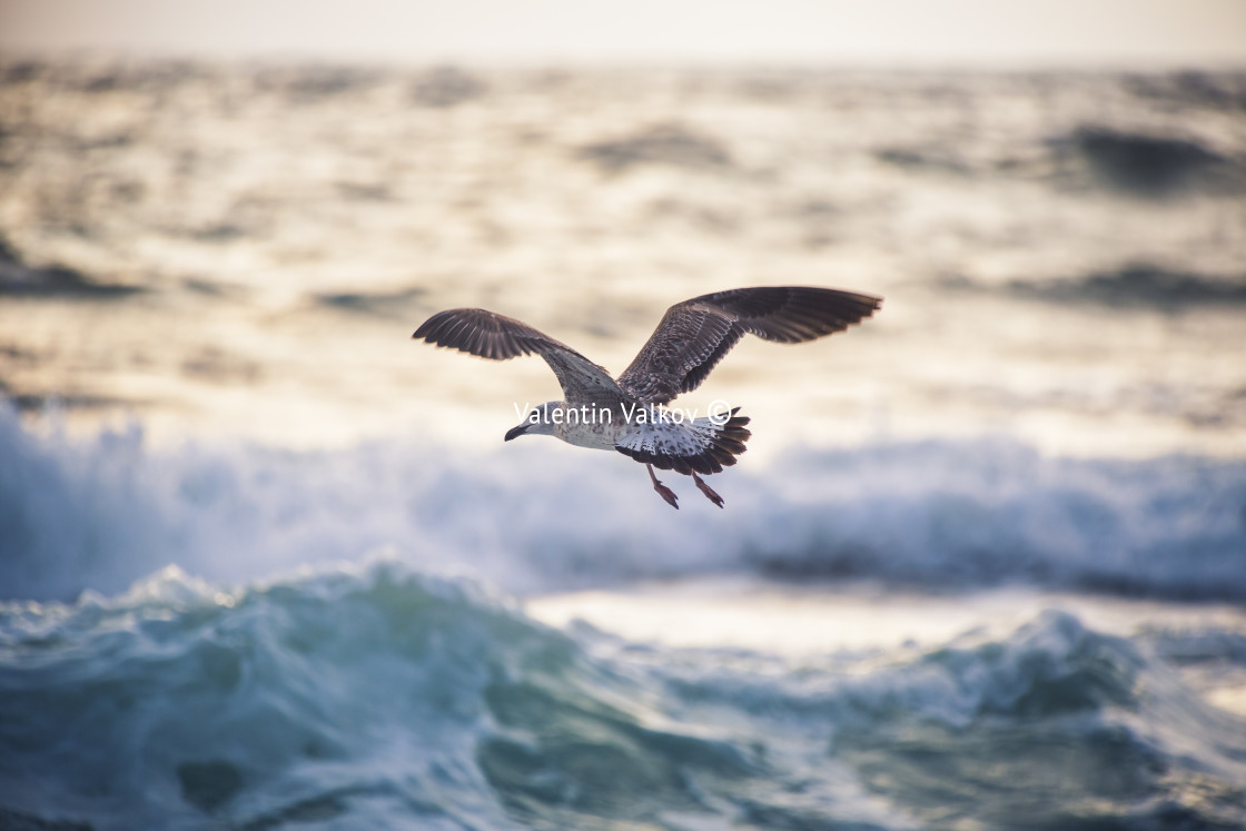 "Flying seagull over the blue sea" stock image