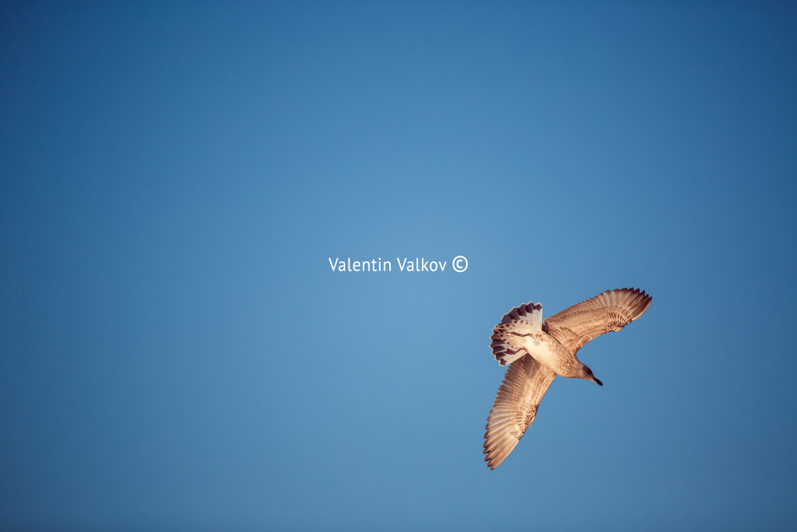 "Flying seagull in the blue sky" stock image