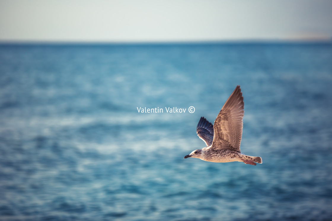 "Flying seagull over the blue sea on sunrise" stock image