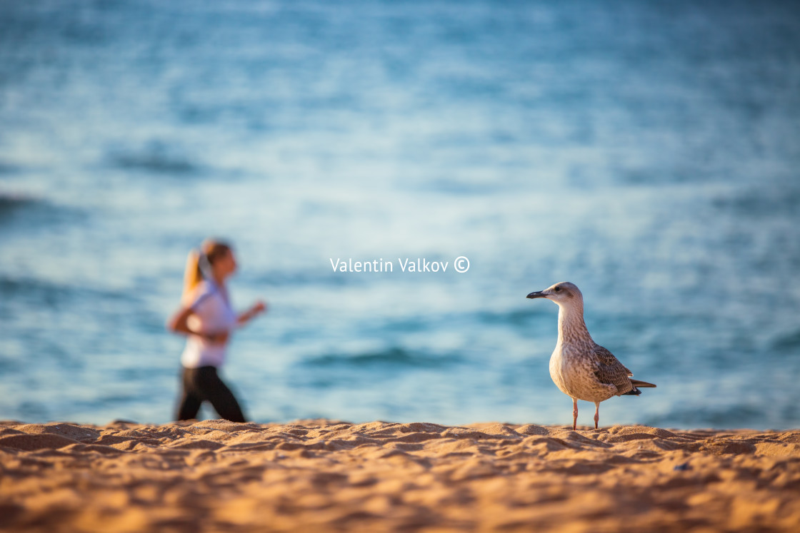 "Seagull and woman running on the beach at sunrise" stock image