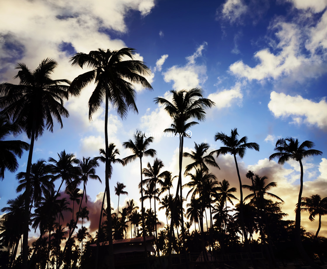 "Coconut palm trees perspective view" stock image