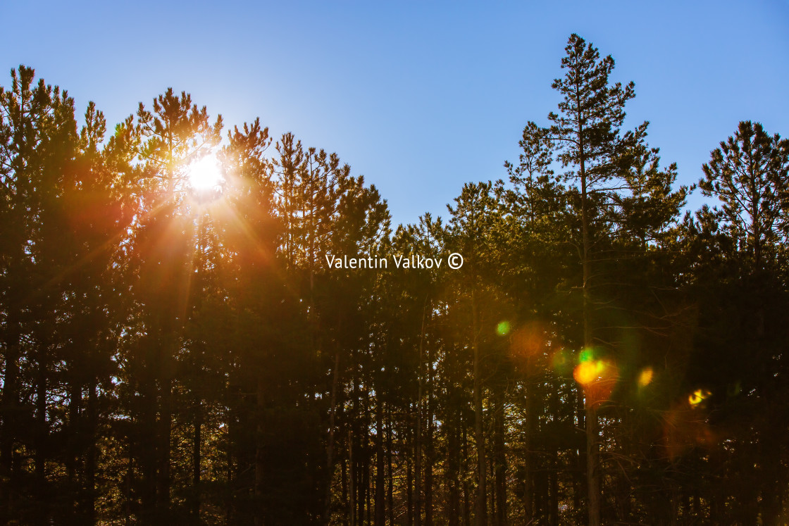 "Sunrise over the trees" stock image