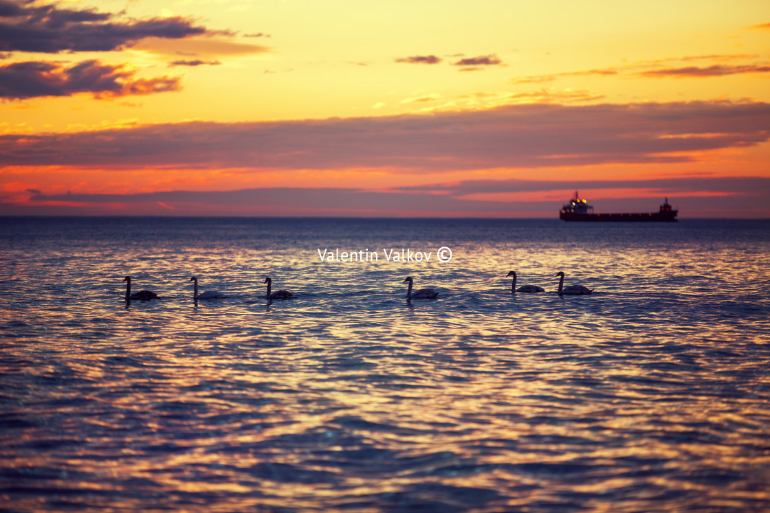 "Beautiful sunrise over the horizon, dramatic clouds and swans" stock image