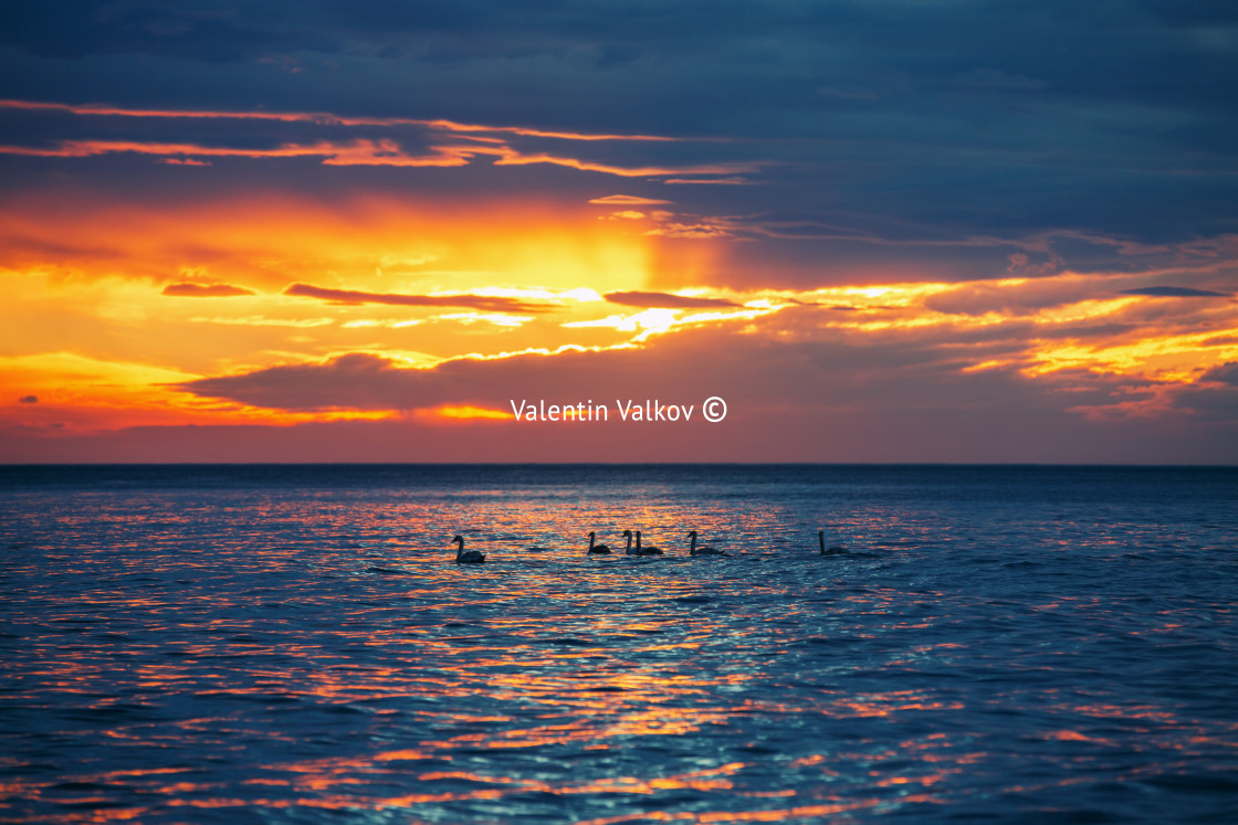 "Beautiful sunrise over the horizon, dramatic clouds and swans" stock image