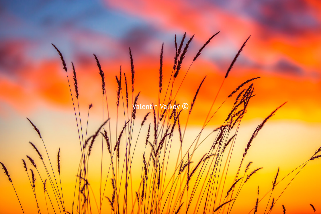 "Field of grass during sunrise" stock image