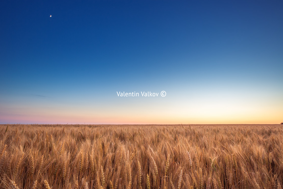 "Golden wheat field and blue sky" stock image