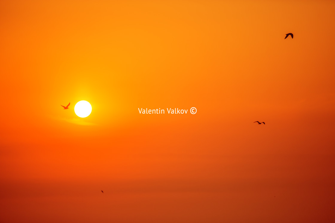 "Morning sunrise and flying birds" stock image