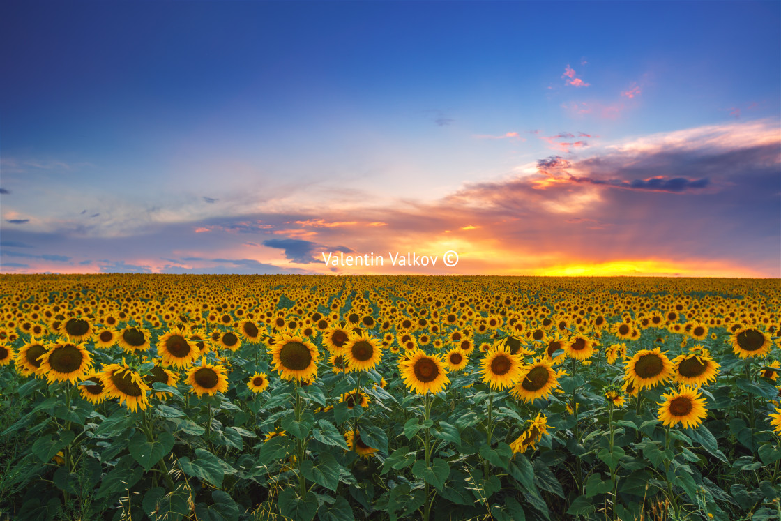 "Field of blooming sunflowers on a background sunset" stock image