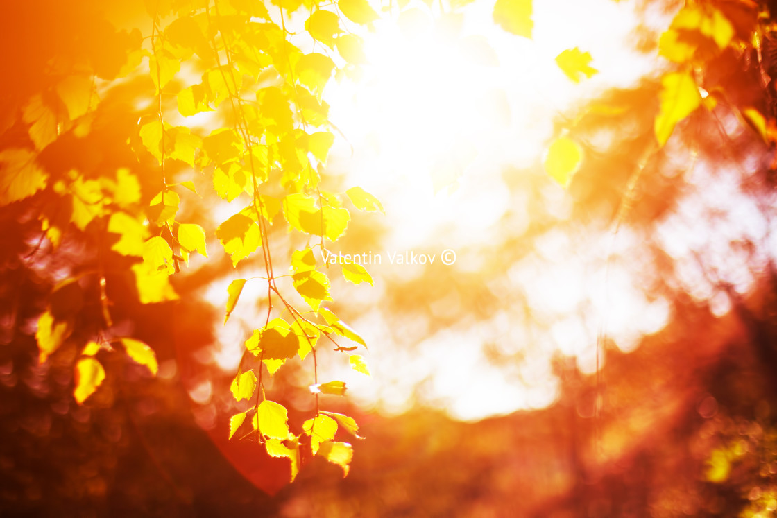 "Autumn branches" stock image