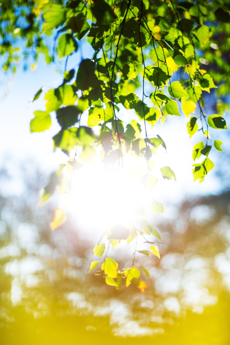 "Sun Shining Through Forest Trees" stock image