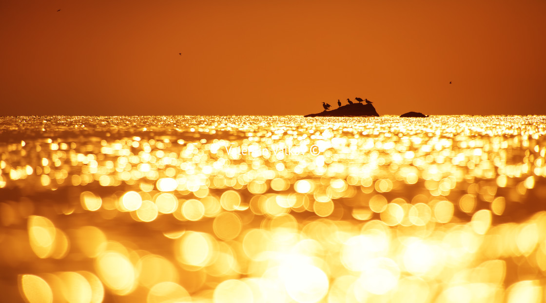 "Early morning sunrise over the sea and a birds" stock image